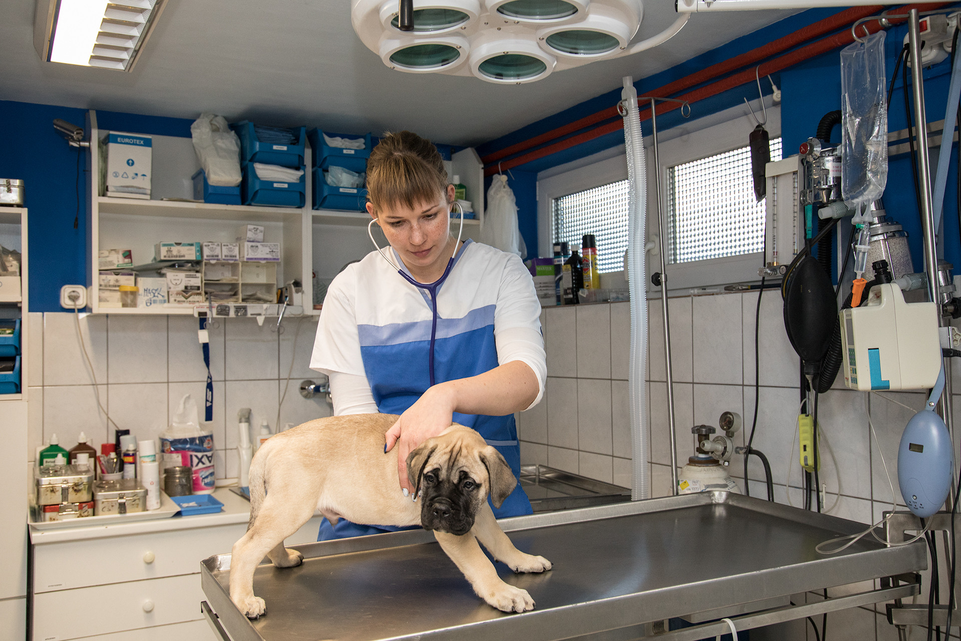 1 Kisallat Pj M4 11242